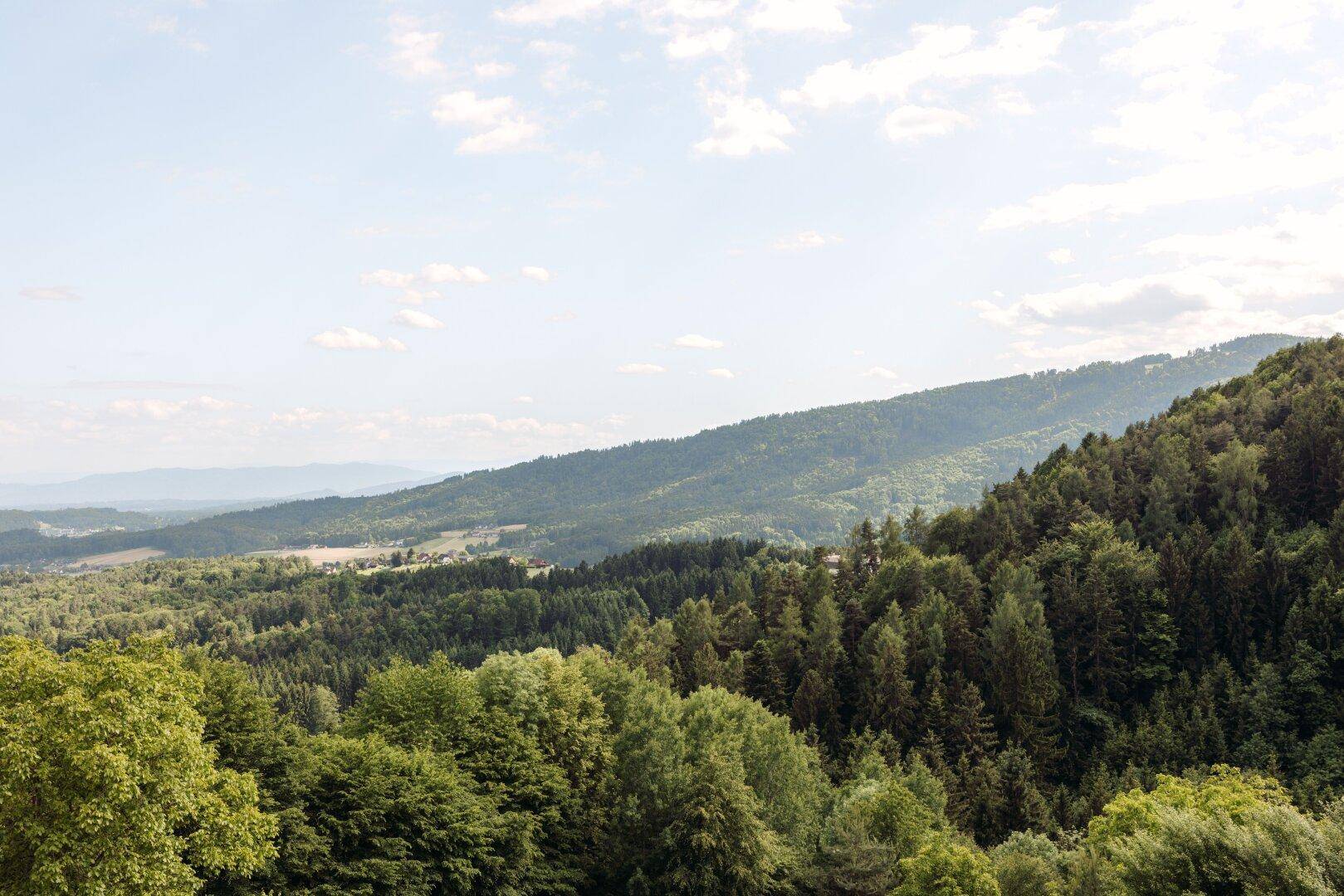 Weitläufiger Panoramablick über eine ausgedehnte bewaldete Landschaft unter blauem Himmel.