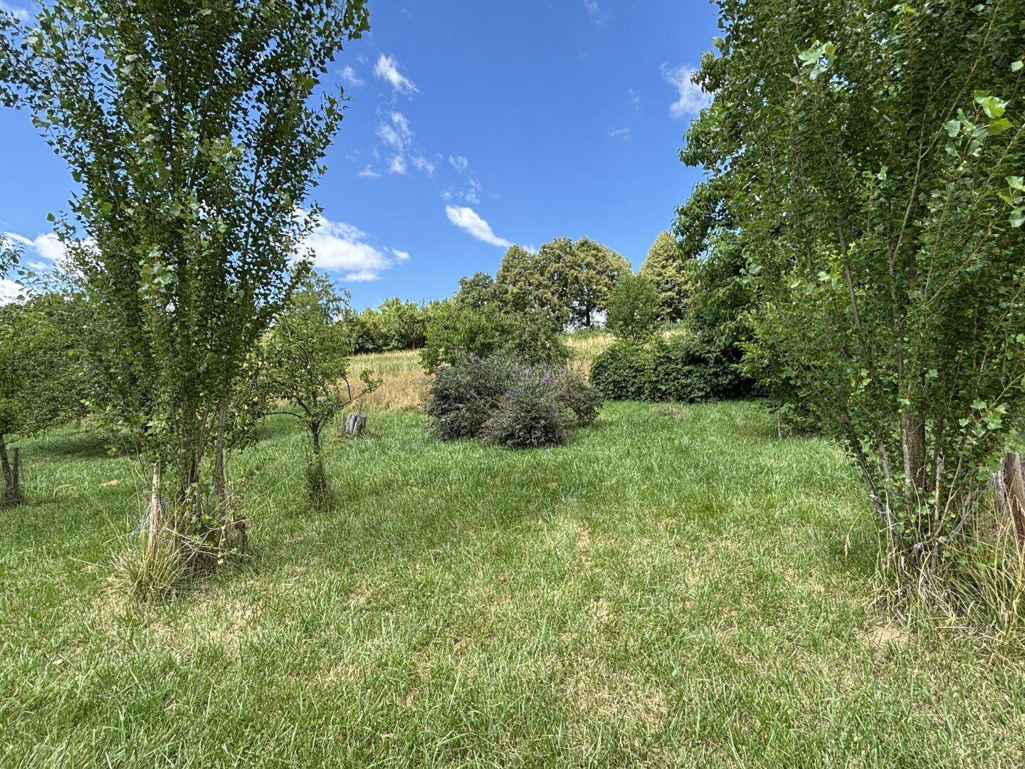 Weitläufige Grünfläche mit jungen Bäumen und natürlicher Vegetation unter blauem Himmel.