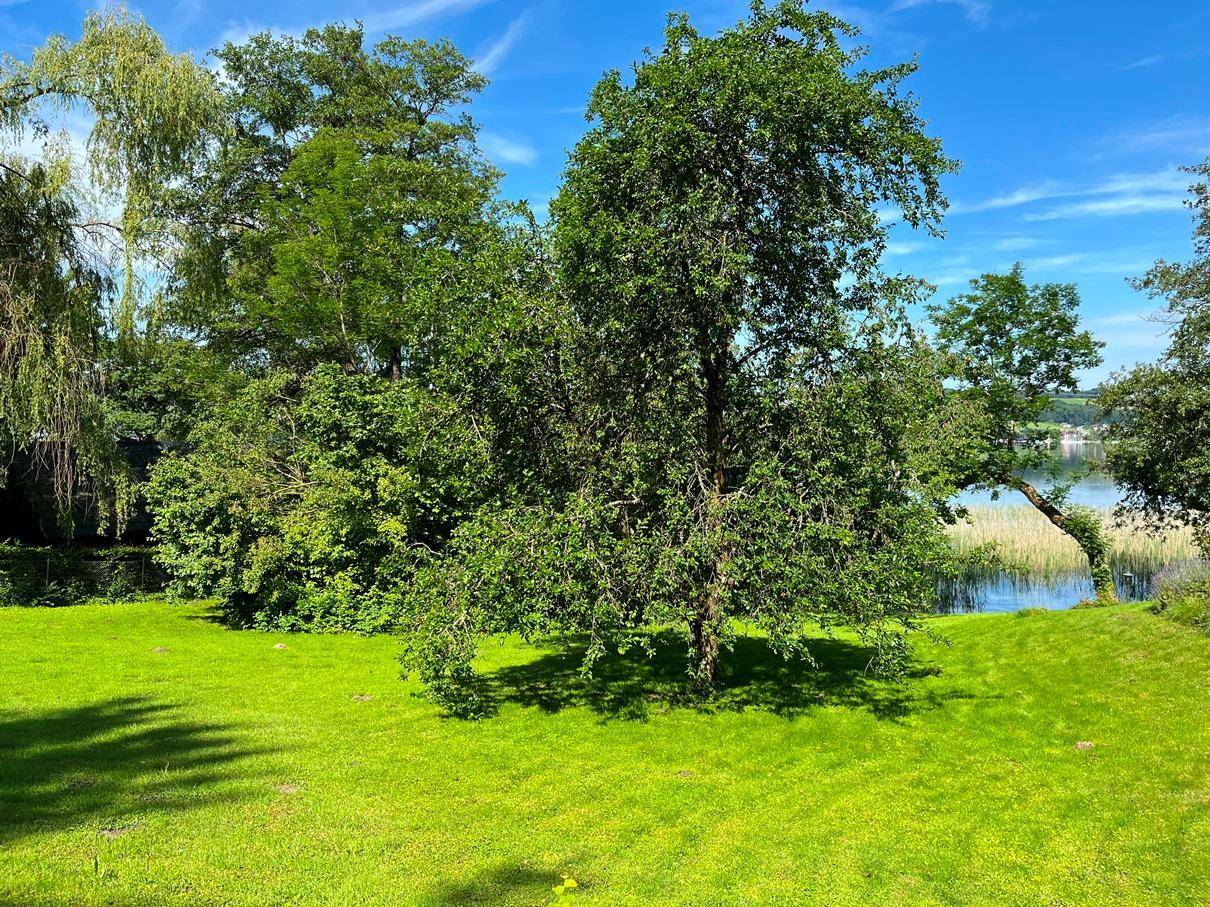 Gepflegter Rasen mit schattenspendenden Bäumen und einem ruhigen See im Hintergrund unter blauem Himmel.