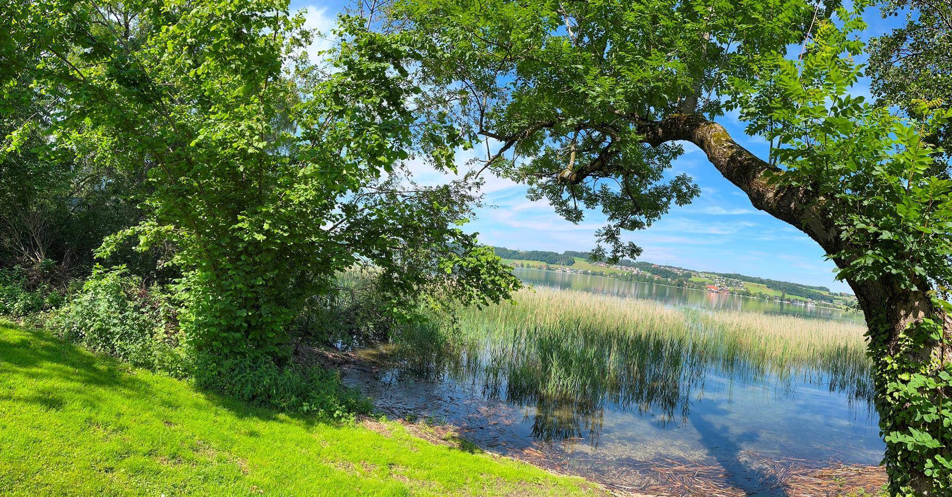 Malerische Uferlandschaft mit üppigem Grün, einem See und einem alten Baum unter strahlend blauem Himmel.