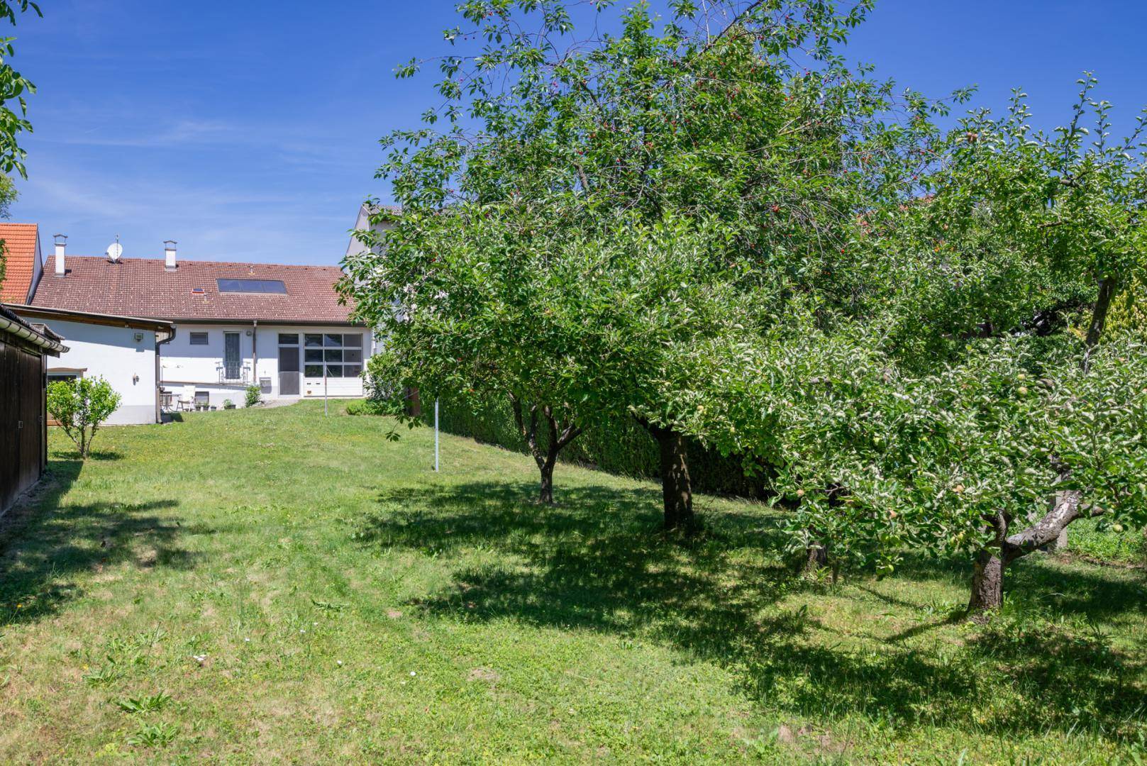 Blick in den Hinterhof mit Obstbäumen und Rasenfläche, das Haus im Hintergrund.