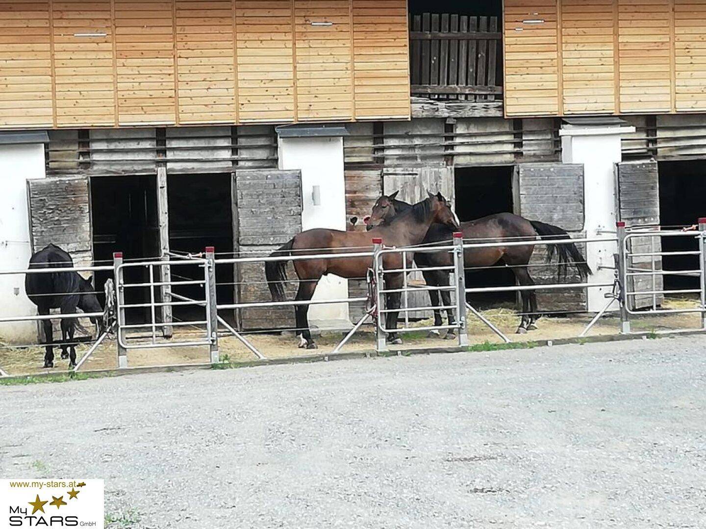 Pferde stehen vor den offenen Stalltüren eines Holzgebäudes auf einem ländlichen Anwesen.