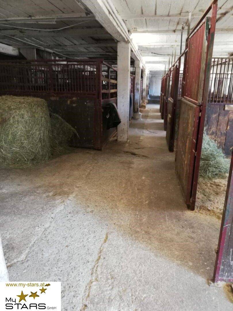 Stallgang mit Heuballen in den Boxen und robusten Holzwänden, bereit für die Pferde.