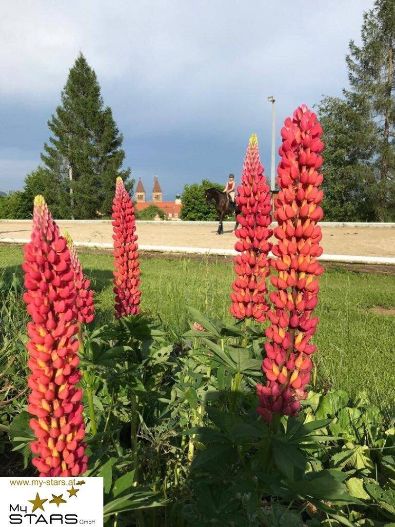 Rote Lupinenblüten im Vordergrund, ein Reiter auf dem Reitplatz und Kirchtürme in der Ferne.