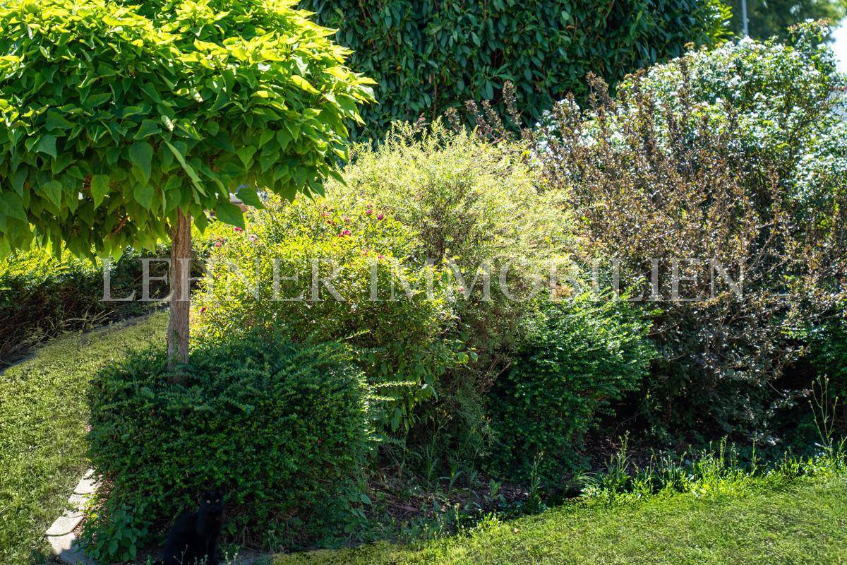Detailaufnahme von üppigen Büschen und einem kleinen Baum im sonnigen, gepflegten Gartenbereich.