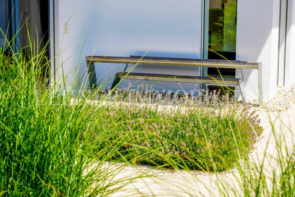 Nahaufnahme eines modernen Gartens mit Ziergräsern, Lavendel und einer Holzbank vor einer weißen Fassade.