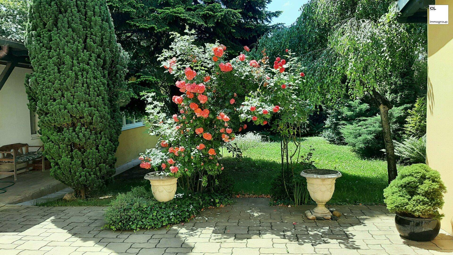 Gepflasterter Terrassenbereich mit blühenden Rosensträuchern und dekorativen Pflanzgefäßen.