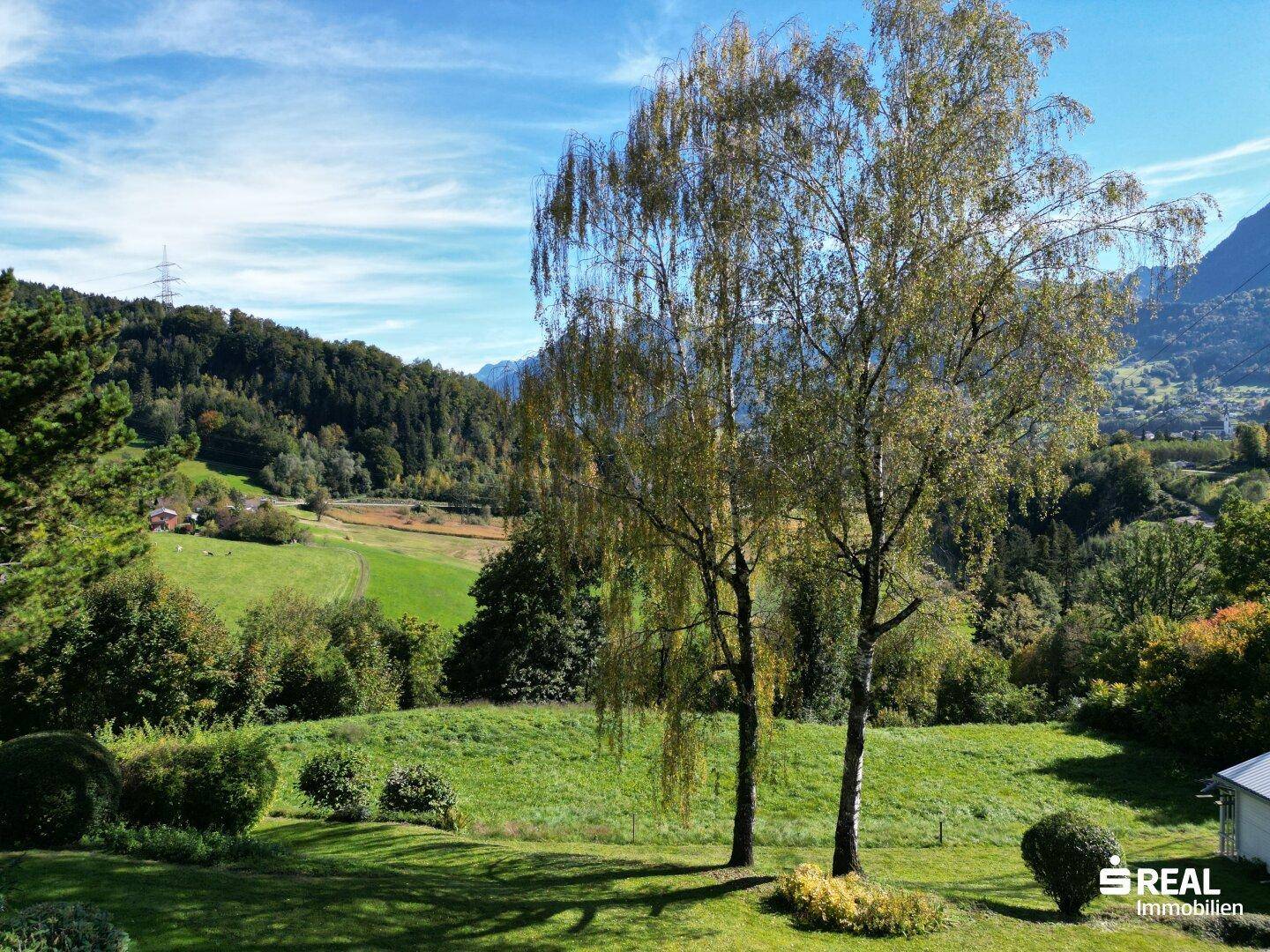 Sonnige Wiesenfläche mit zwei hohen Birken und einem weiten Blick auf die bewaldeten Hügel.