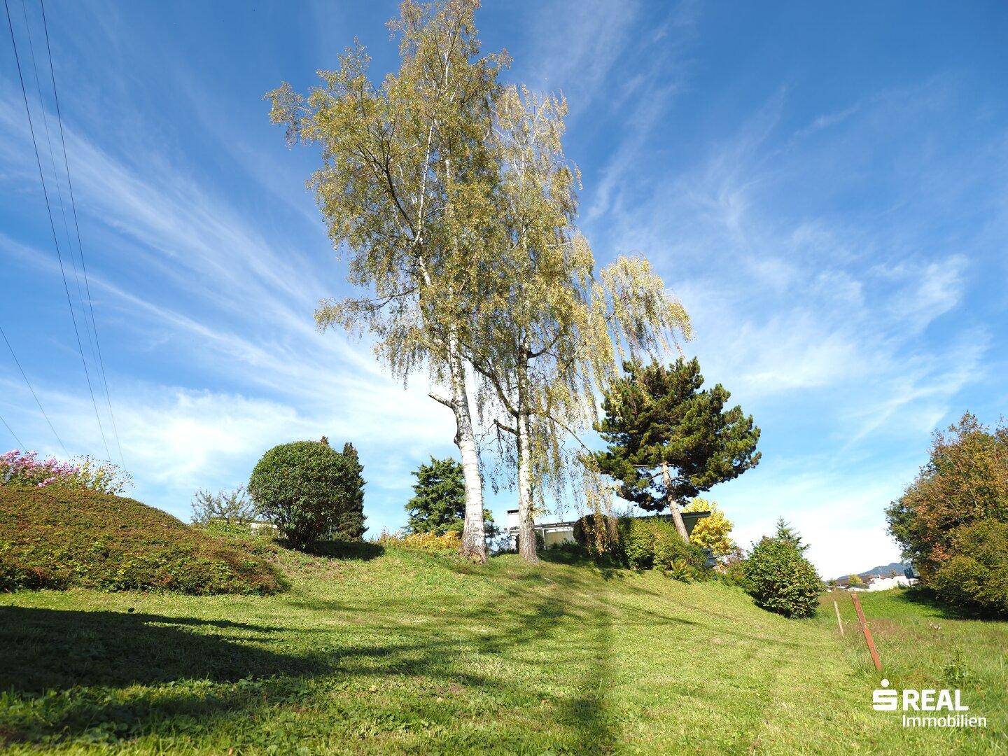 Hoher Baum auf einer grünen Wiese mit leichter Hanglage unter einem weiten blauen Himmel.