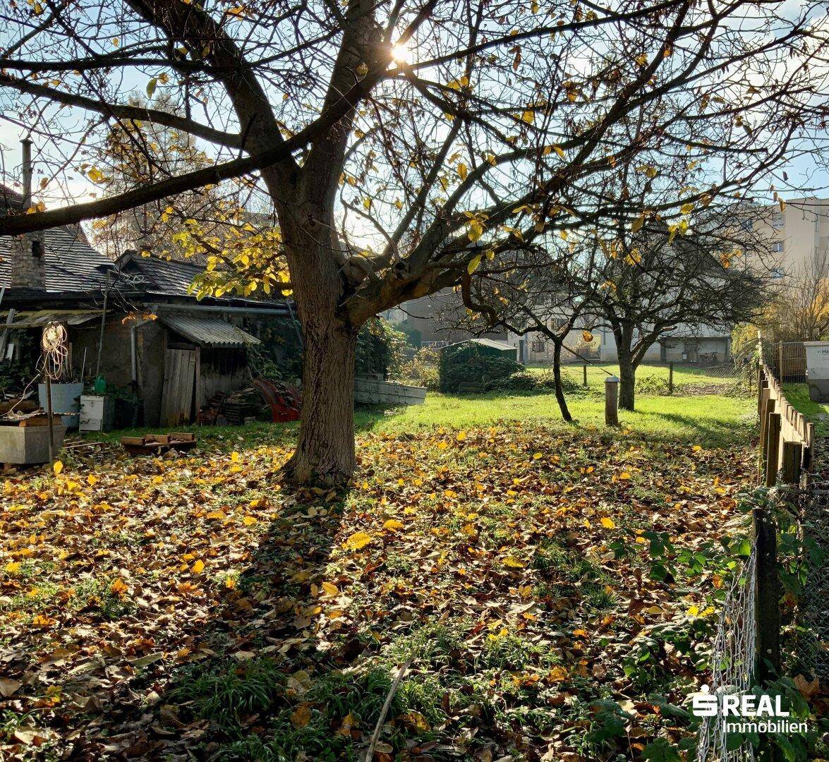 Sonniger Gartenbereich mit alten Bäumen und herbstlichem Laub auf dem Boden.