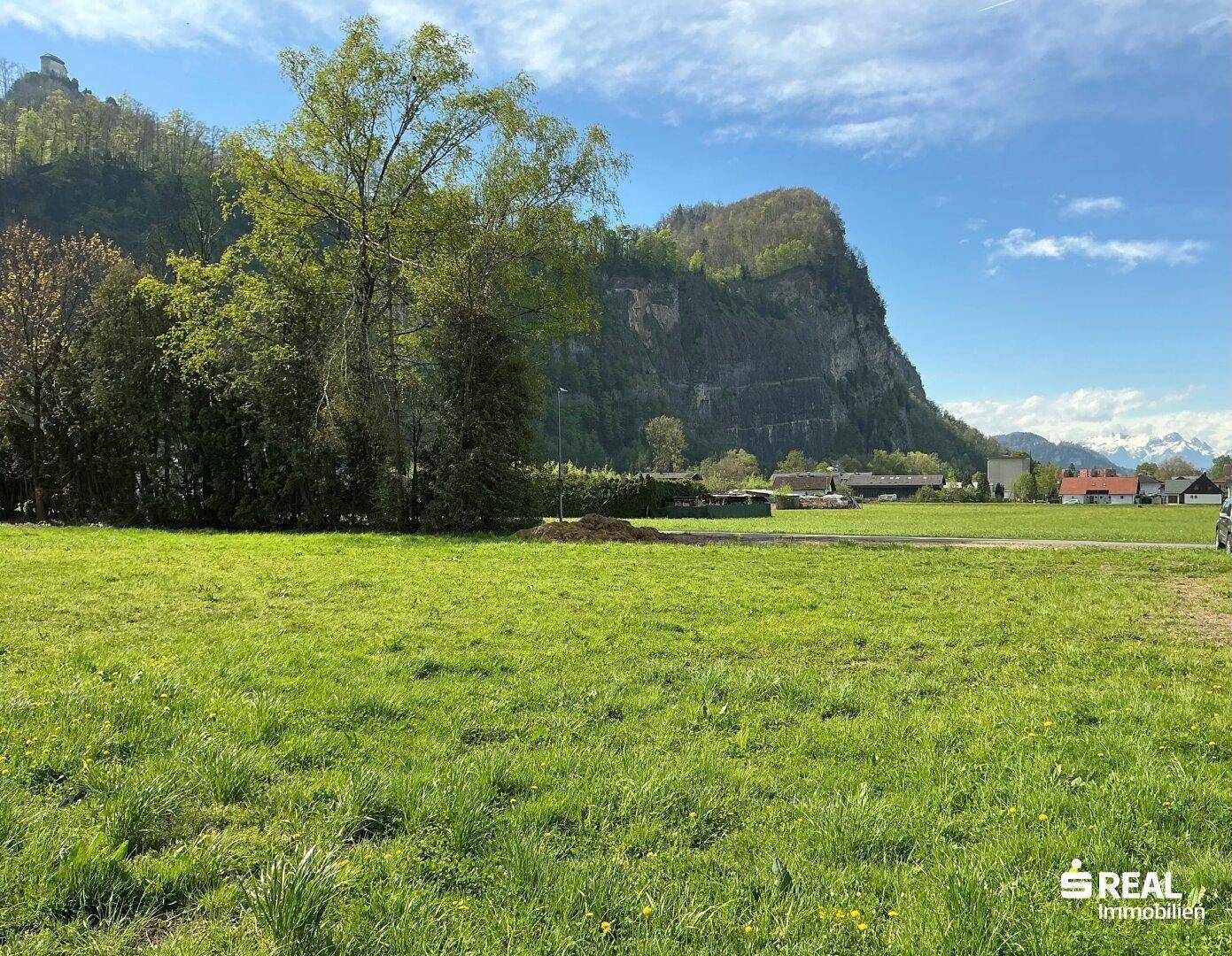 Weitläufige grüne Fläche mit altem Baum und majestätischem Felsenberg mit Burgruine im Hintergrund.