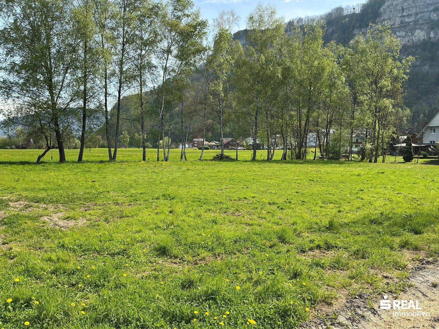 Sonnige grüne Wiese mit vereinzelten Bäumen und beeindruckendem Bergpanorama im Hintergrund.
