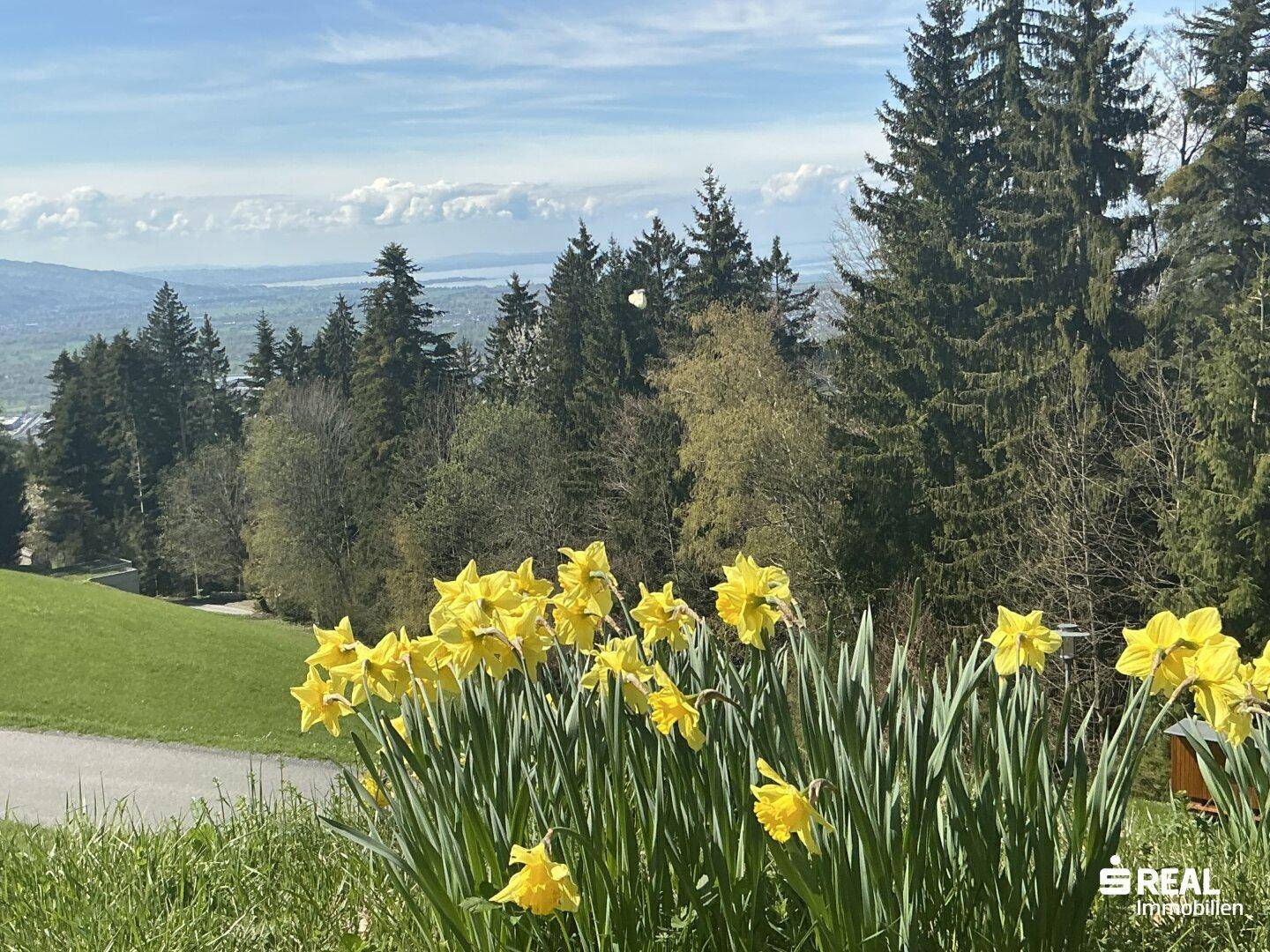 Gelbe Narzissen blühen im Vordergrund mit einem weiten Blick über Wald und See.