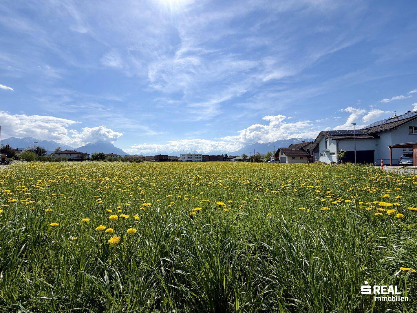 Nahaufnahme der blühenden Wiese auf dem Grundstück unter strahlend blauem Himmel mit Bergsicht im Hintergrund.