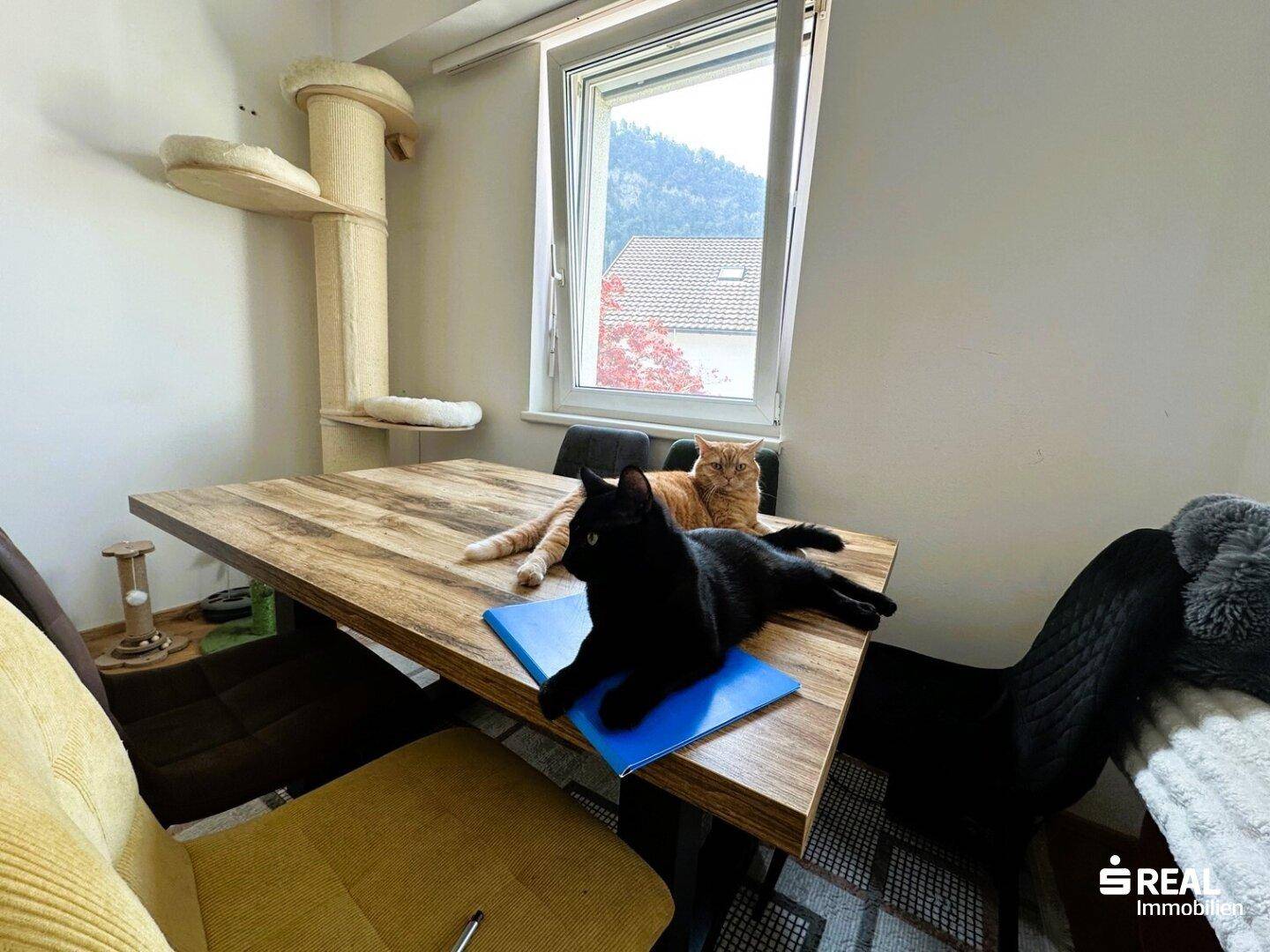 Esstisch mit Katzen am Fenster, neben einem Katzenkratzbaum, bietet einen Blick nach draußen.