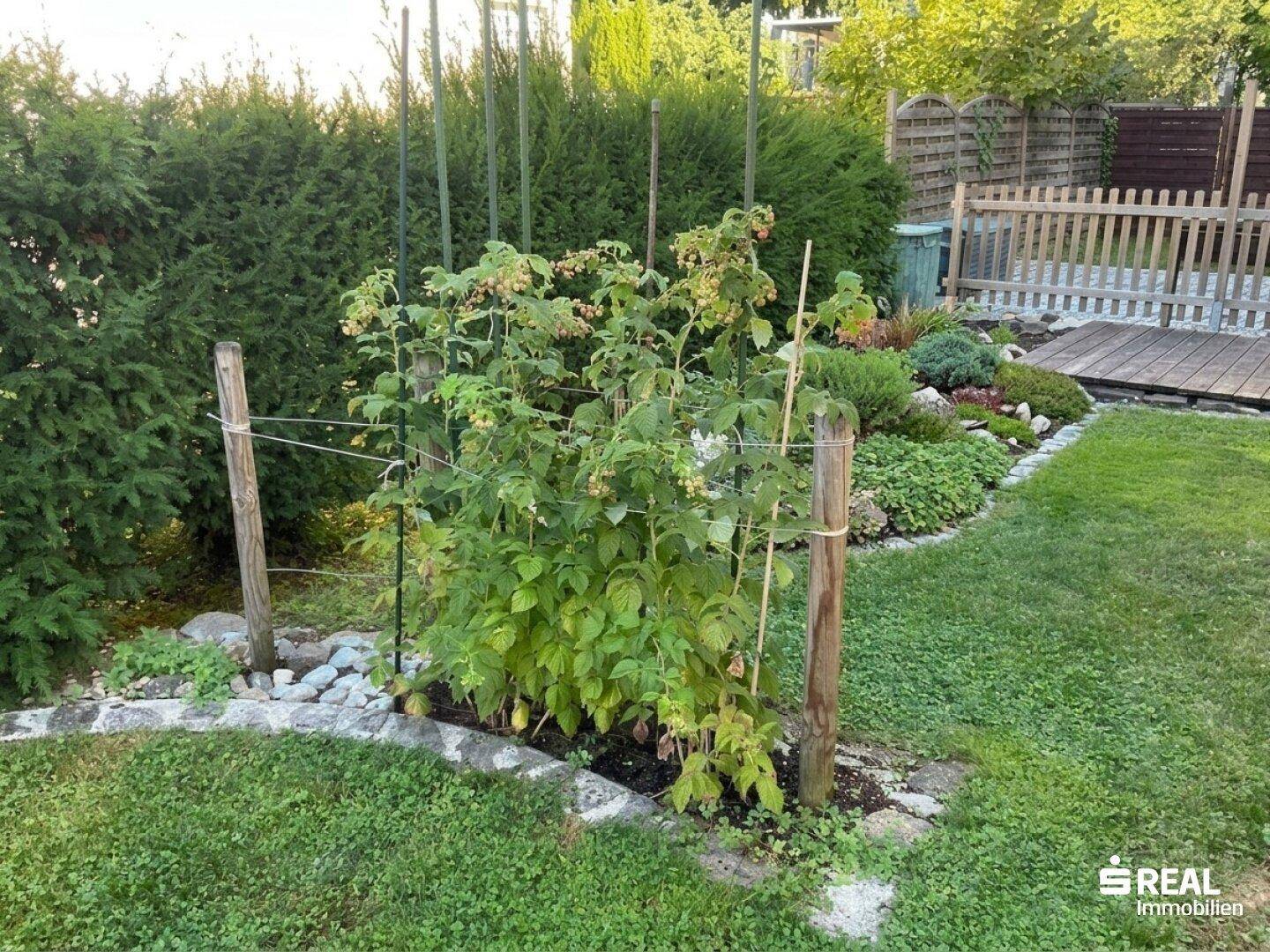 Detailaufnahme eines Himbeerstrauchs im Garten, umgeben von Rasen und weiteren Pflanzen.