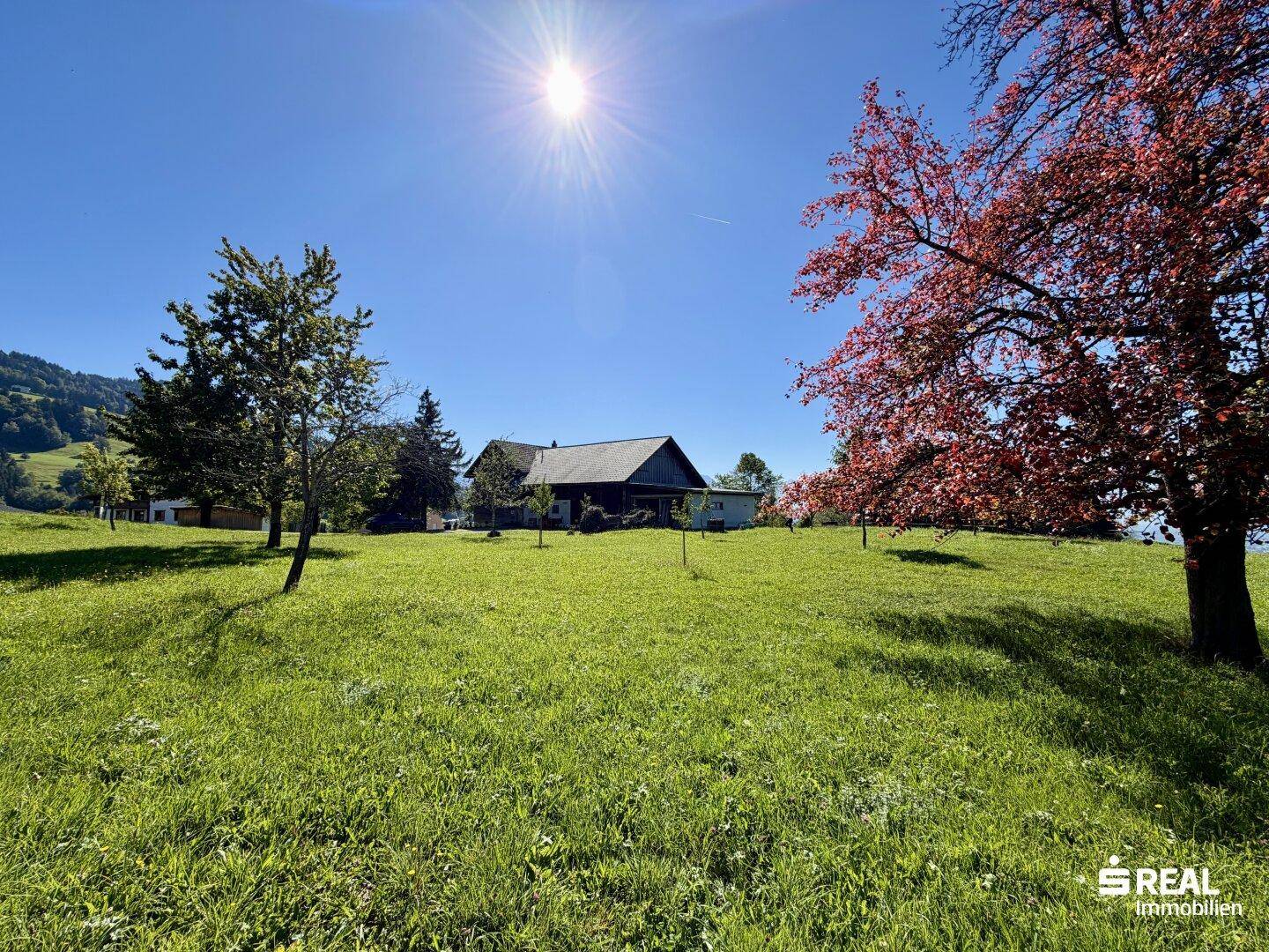 Weitläufige grüne Wiese mit Bäumen und dem Haus im Hintergrund unter strahlendem Sonnenschein.