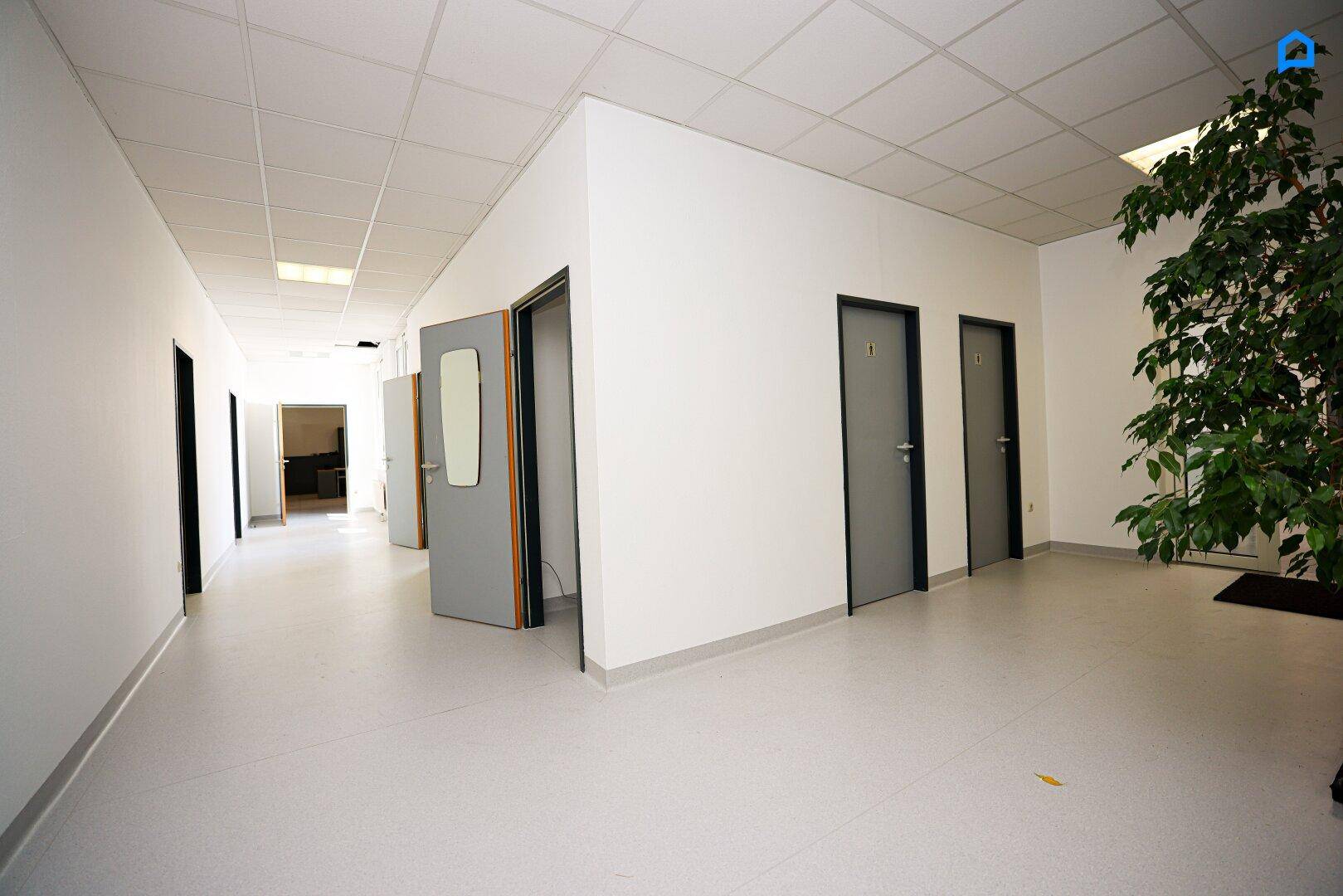 Geräumiger Flur mit einer großen Pflanze und mehreren Türen zu Büroräumen.