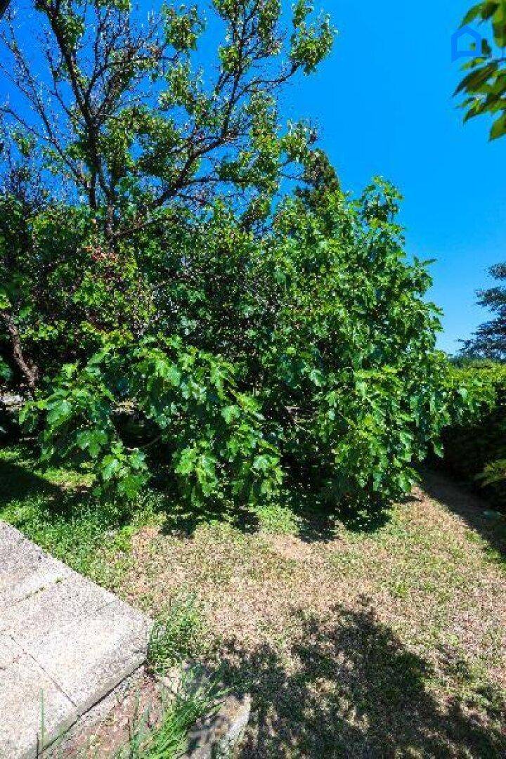 Grüner Gartenbereich mit üppiger Vegetation und einem sonnigen Rasenstück.