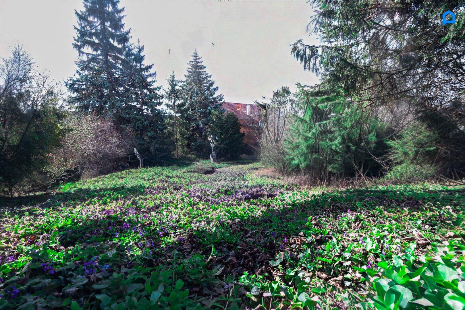 Weitläufige Gartenfläche mit üppigem Grün, Bodendeckern und hohen Bäumen im Sonnenlicht.