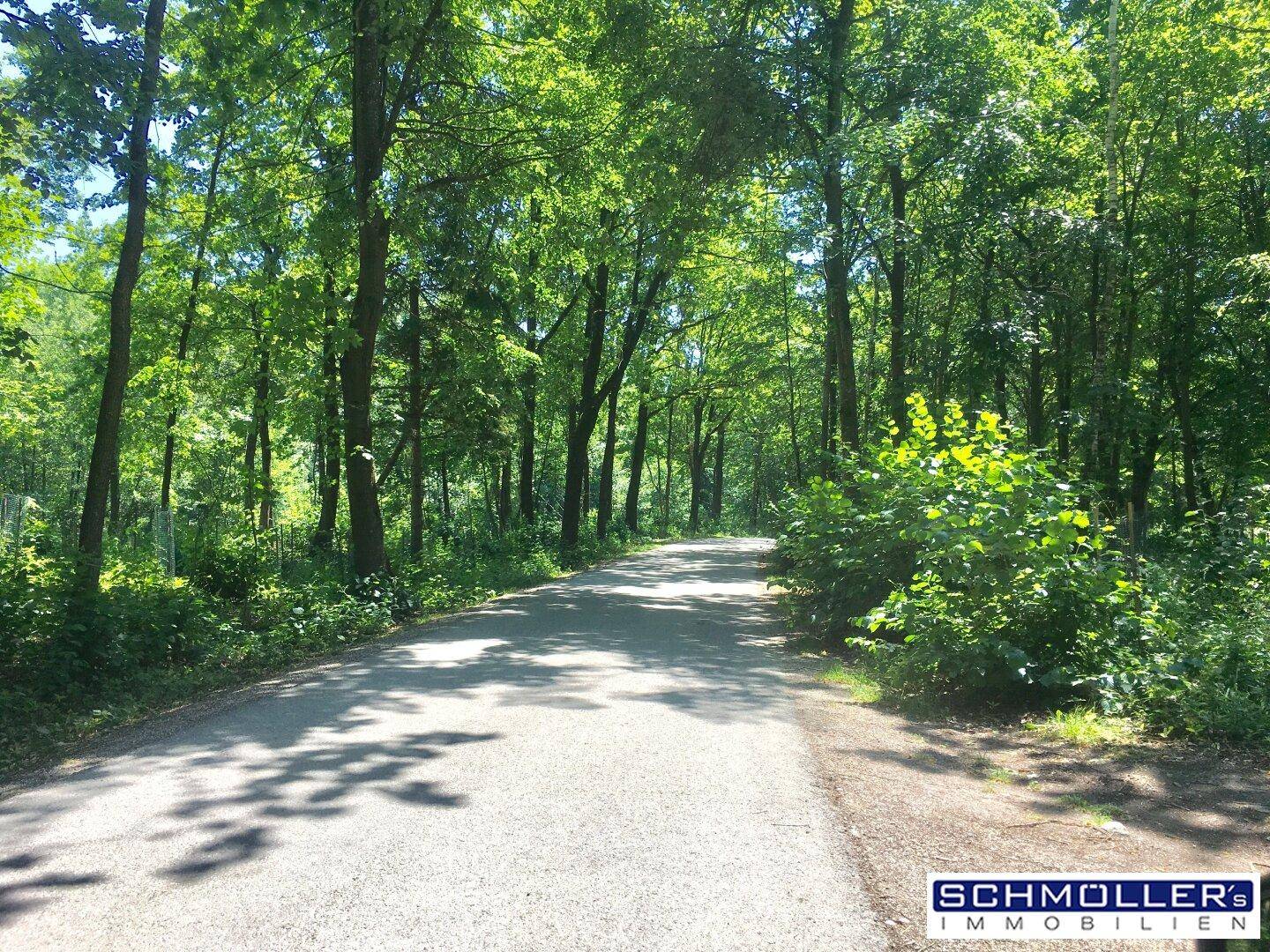 Asphaltierte Straße führt durch einen dichten, grünen Wald an einem sonnigen Tag.