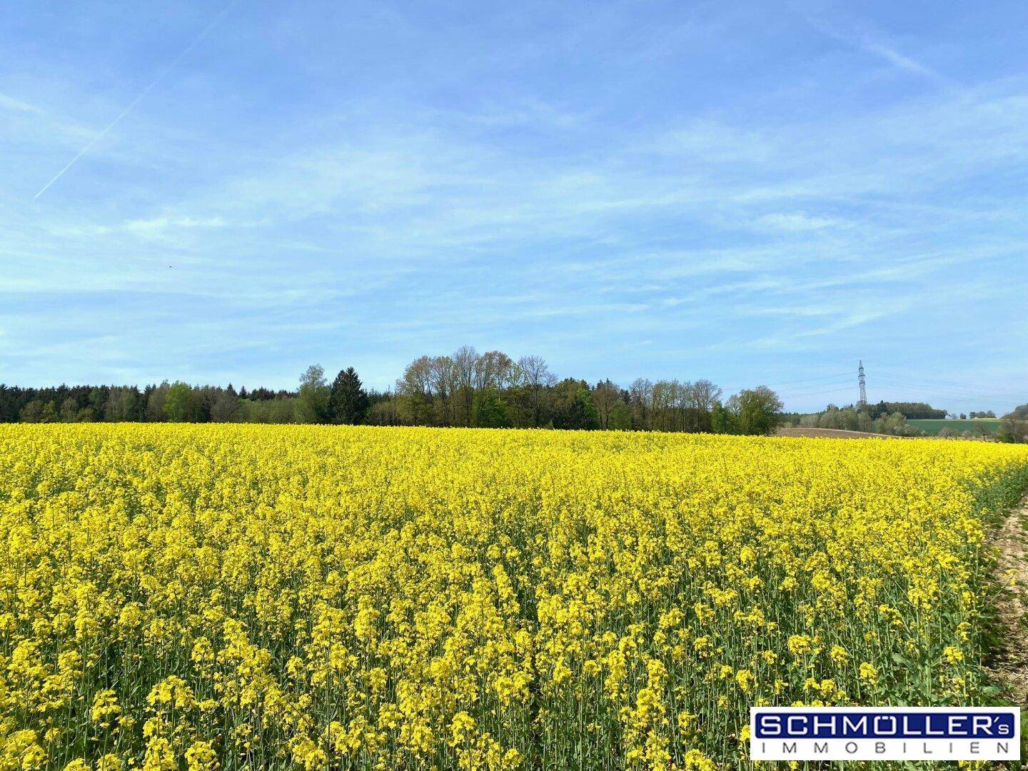 Blühendes Rapsfeld in leuchtendem Gelb unter einem weiten blauen Himmel.