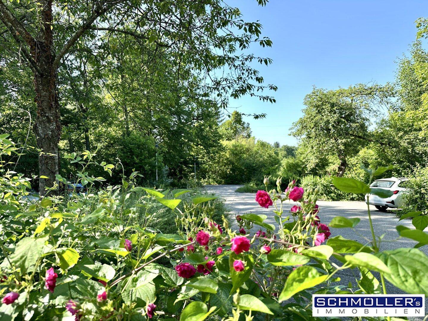 Leuchtend rote Blumen im Vordergrund mit einem Parkplatz und Bäumen im Hintergrund.