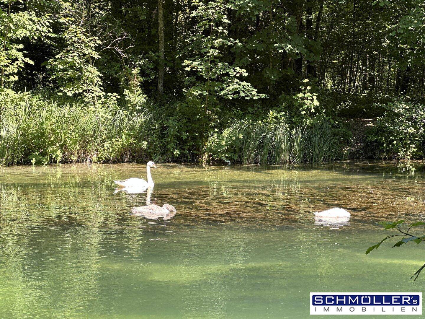 Schwäne schwimmen friedlich auf einem klaren Fluss, umgeben von dichter Vegetation.