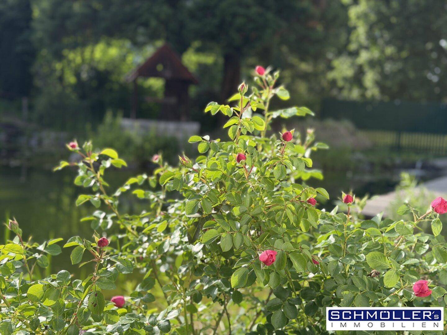 Blühende Rosensträucher im Garten mit Blick auf den Teich und ein kleines Gartenhaus.