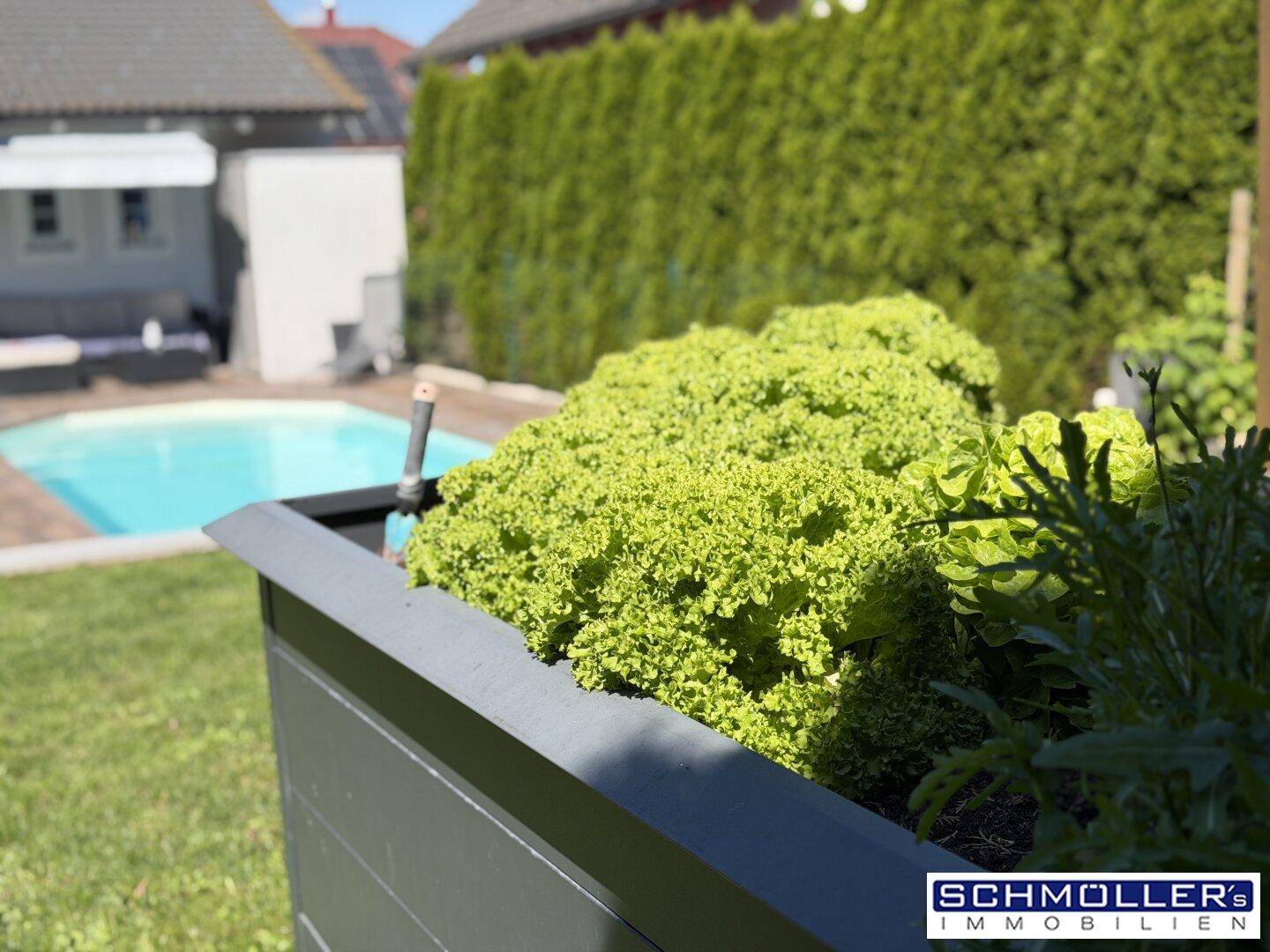 Nahaufnahme eines Hochbeets mit frischem Salat, im Hintergrund ist der Pool sichtbar.