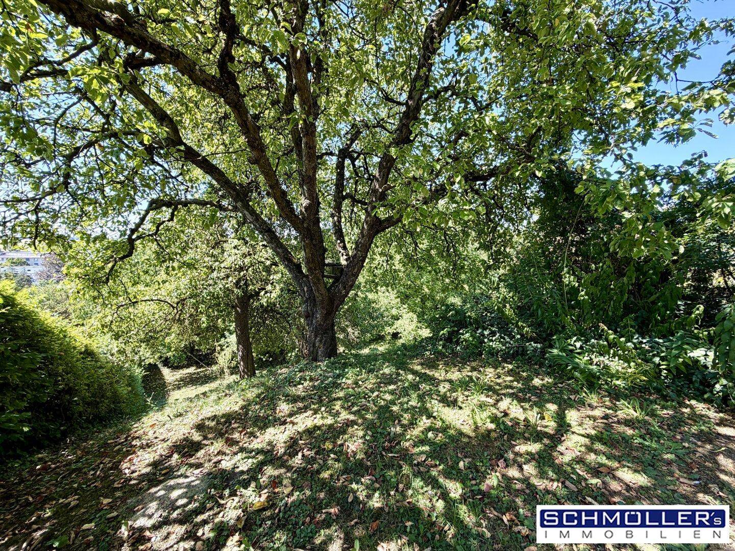 Großer, alter Baum im Garten, der viel Schatten spendet und eine natürliche Umgebung schafft.