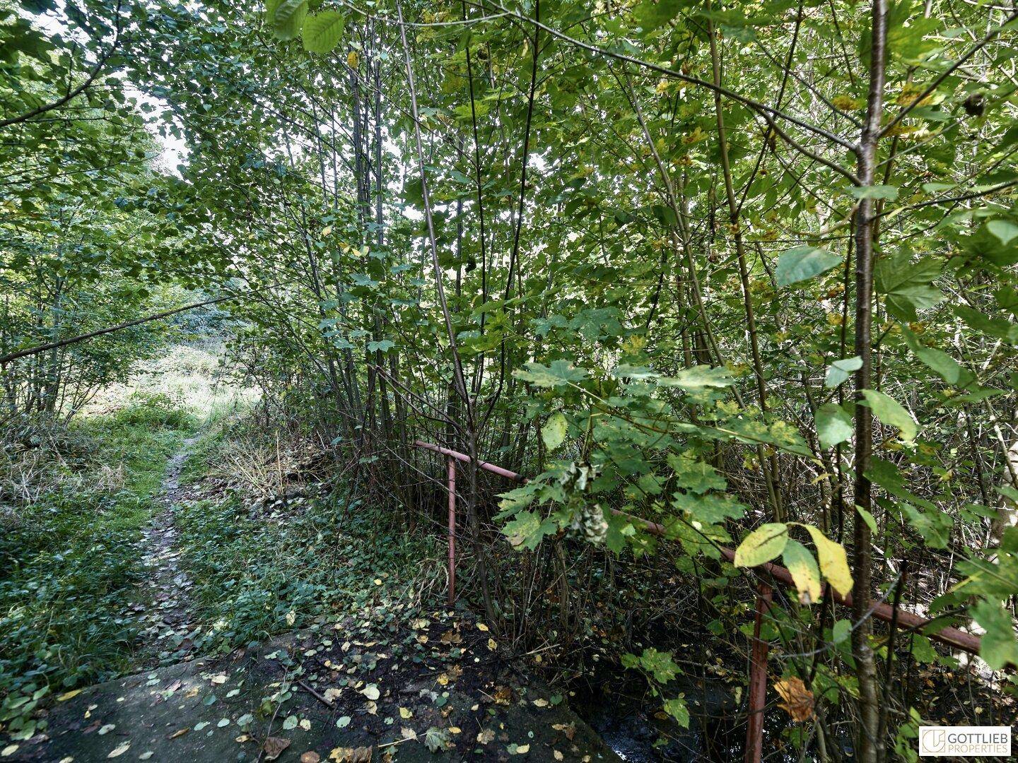 Schmaler, bewachsener Pfad, der in einen dichten Wald führt, umgeben von Laub und jungen Bäumen.