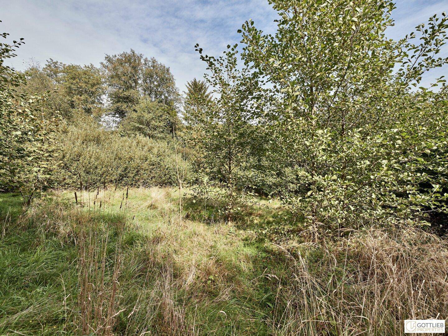 Weitläufige Wiesenfläche mit vereinzelten Bäumen und Sträuchern unter einem hellen, bewölkten Himmel.