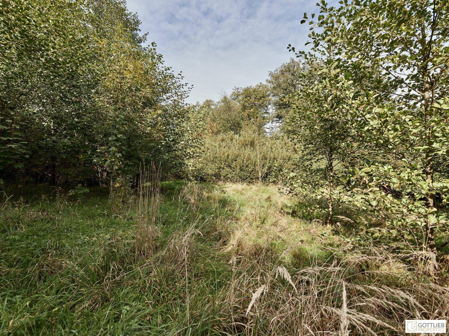 Offenes Gelände mit hohem Gras und dichtem Baumbestand, das eine naturnahe Umgebung darstellt.
