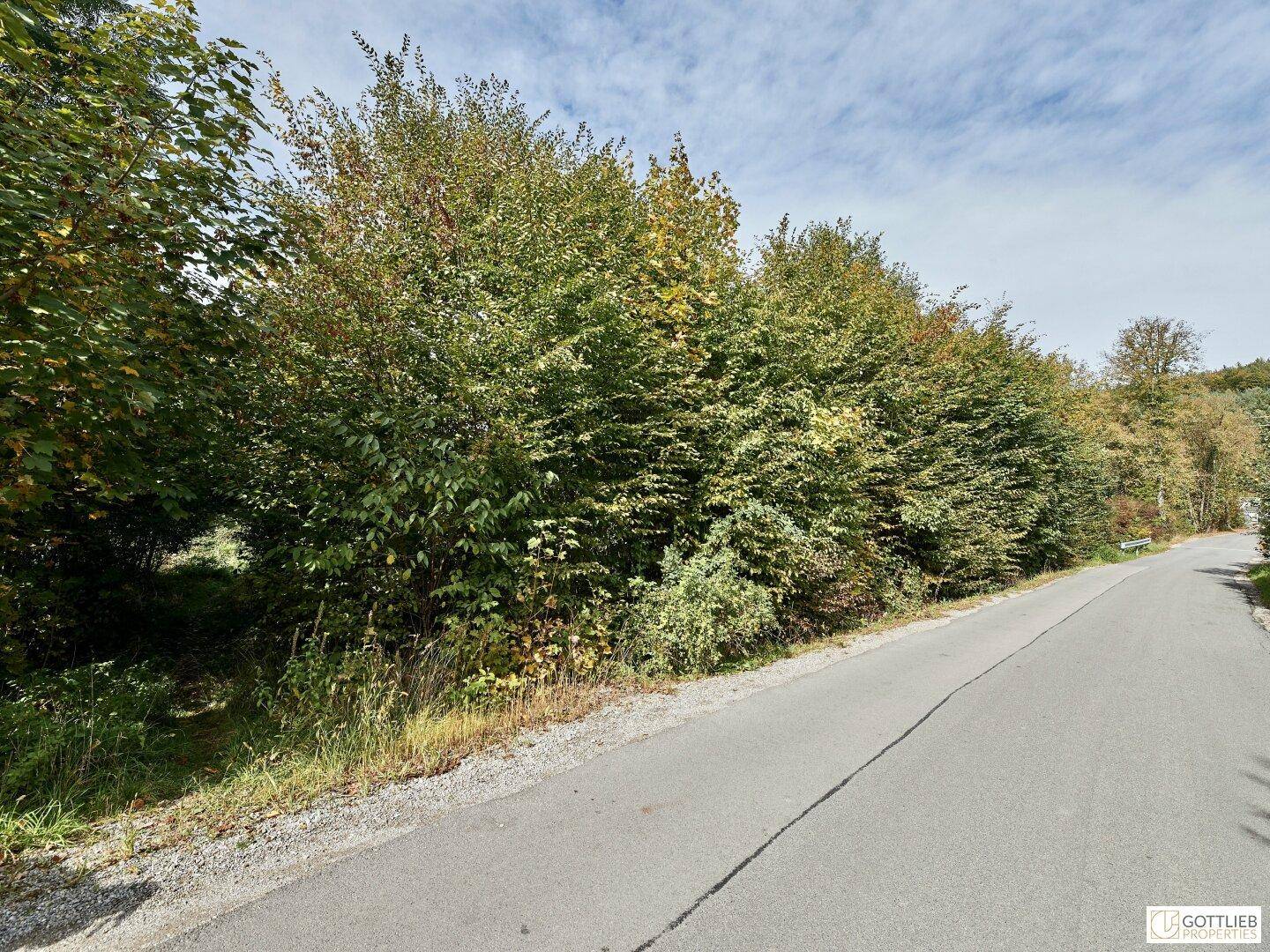 Landstraße, die von einer dichten Hecke und hohen Bäumen gesäumt wird, unter einem leicht bewölkten Himmel.