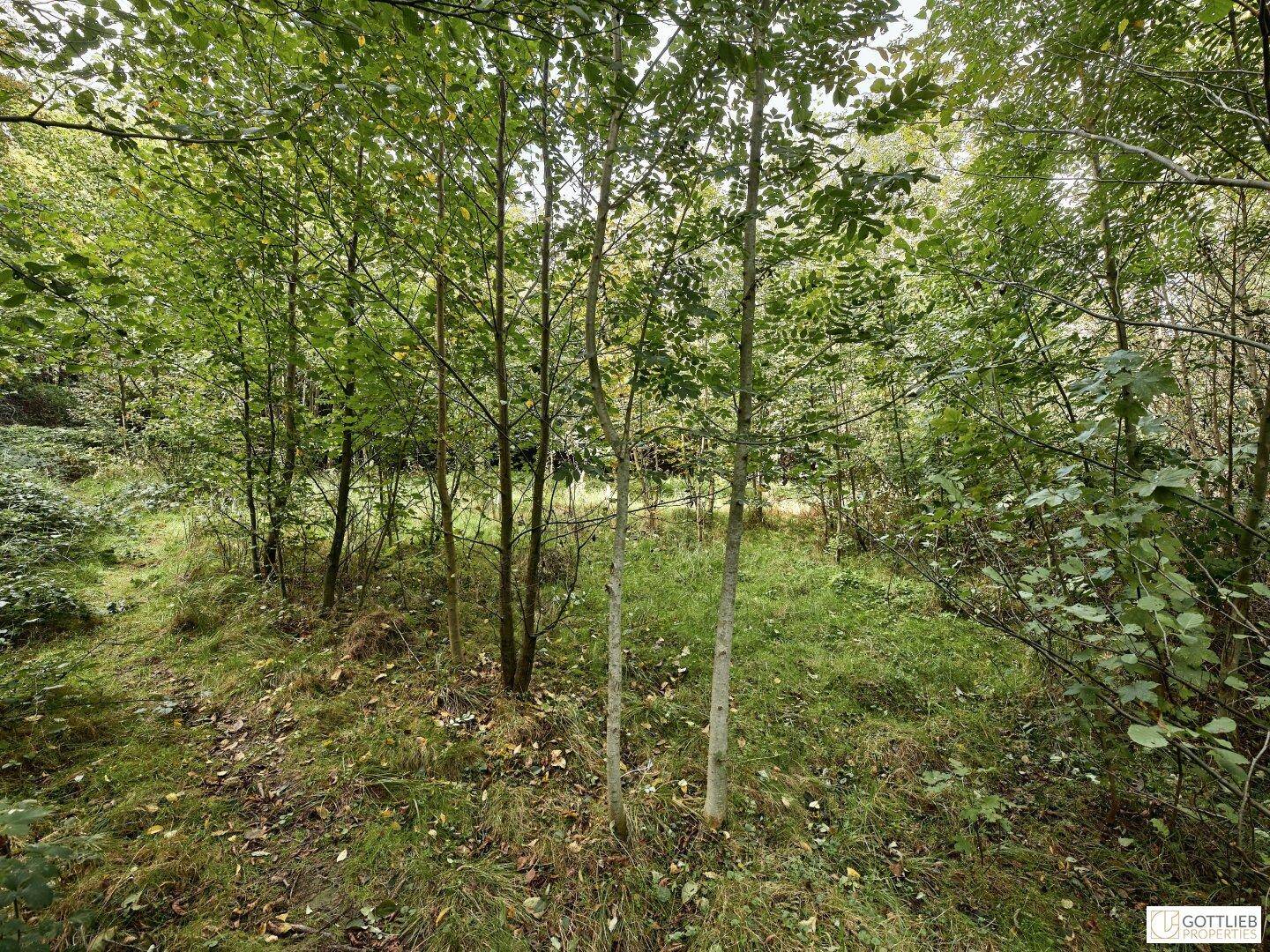 Dichter Wald mit jungen Bäumen und üppigem Grün, das eine ruhige und unberührte Naturlandschaft zeigt.
