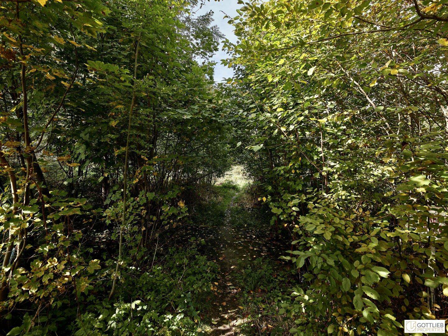 Schmaler, bewachsener Pfad, der in einen dichten Wald führt, umgeben von Laub und jungen Bäumen.