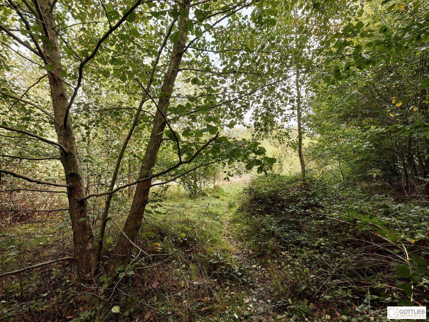 Blick in einen lichten Wald mit jungen Bäumen und dichtem Unterholz, ein Pfad ist im Hintergrund erkennbar.