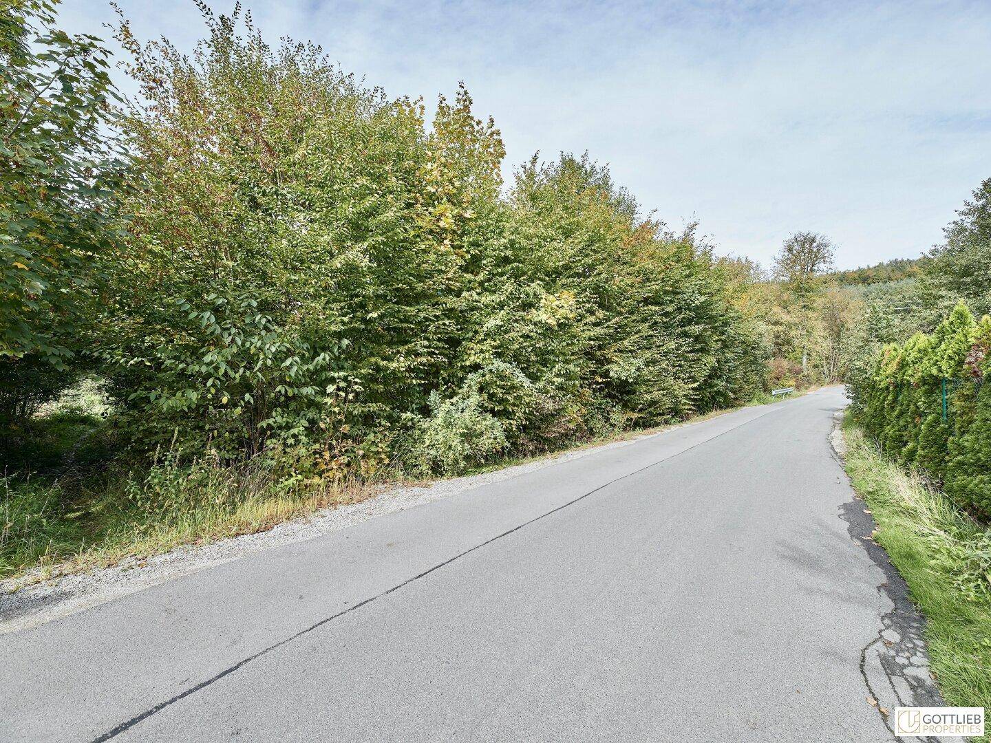 Landstraße, die von einer dichten Hecke und hohen Bäumen gesäumt wird, unter einem leicht bewölkten Himmel.