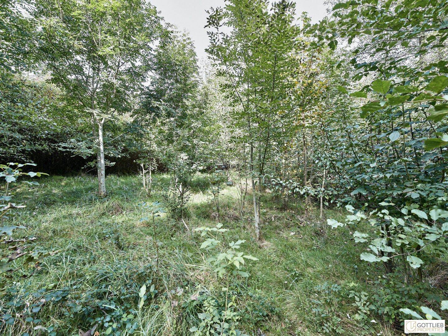 Lichter Wald mit jungen Bäumen und einem offenen Bereich, der eine natürliche und ungestörte Umgebung bietet.