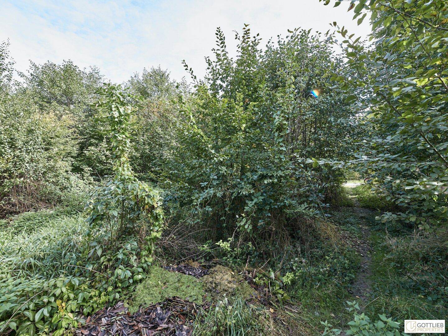 Dicht bewachsenes Gelände mit üppiger Vegetation und einem kleinen Pfad, der sich durch das Grün schlängelt.