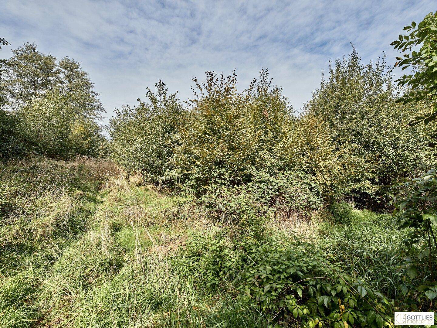 Weitläufige Wiesenfläche mit dichtem Buschwerk und Bäumen im Hintergrund, die eine naturnahe Umgebung zeigt.