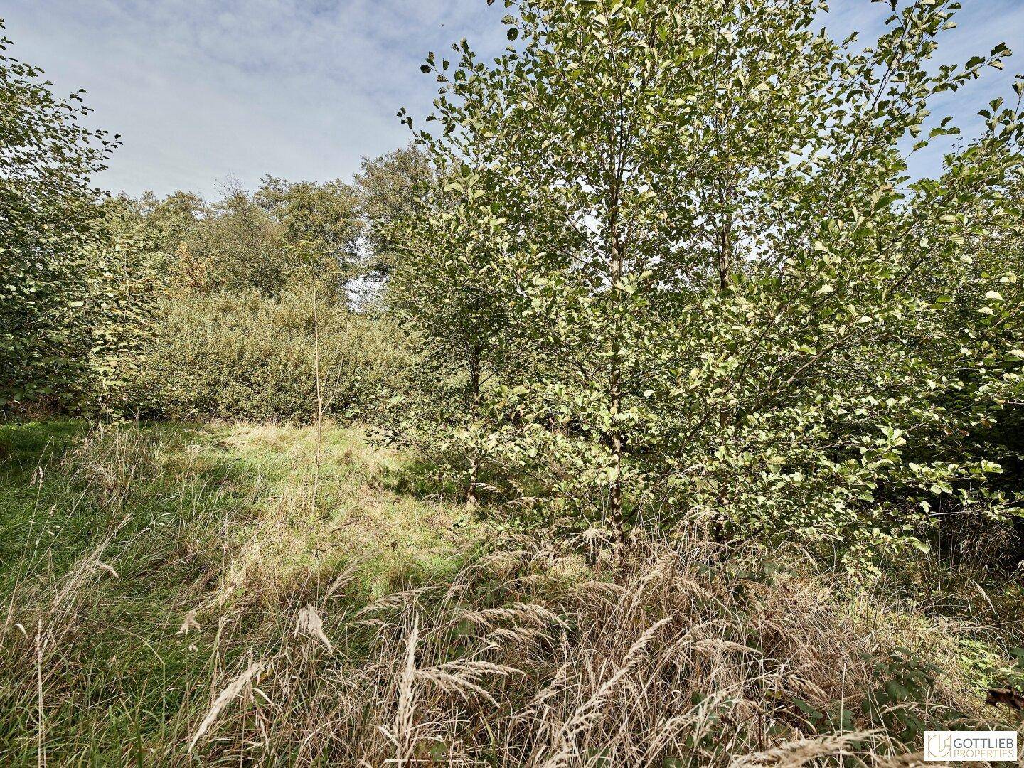 Offenes Feld mit hohem Gras und vereinzelten Bäumen, das eine ruhige und ländliche Atmosphäre vermittelt.