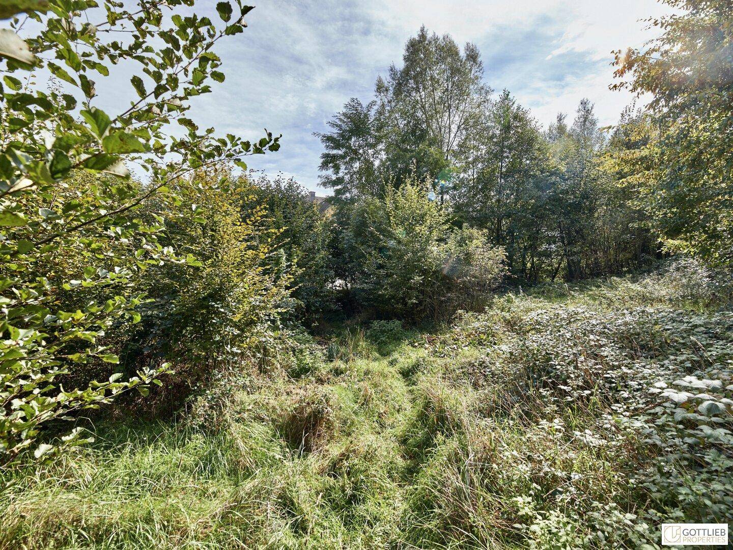 Naturbelassenes Grundstück mit hohem Gras und dichtem Baumbestand unter einem bewölkten Himmel.