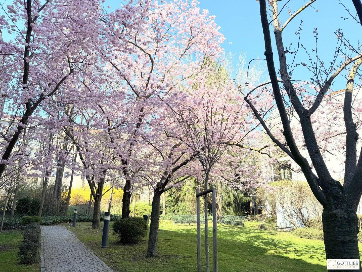 Blühende Kirschbäume säumen einen gepflasterten Gartenweg in einer grünen Wohnanlage.