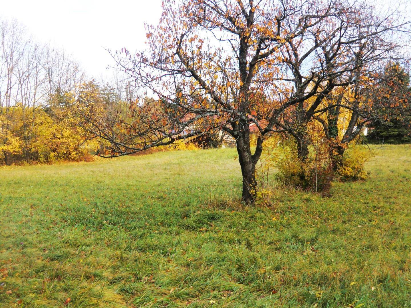 Blick die Wiese runter