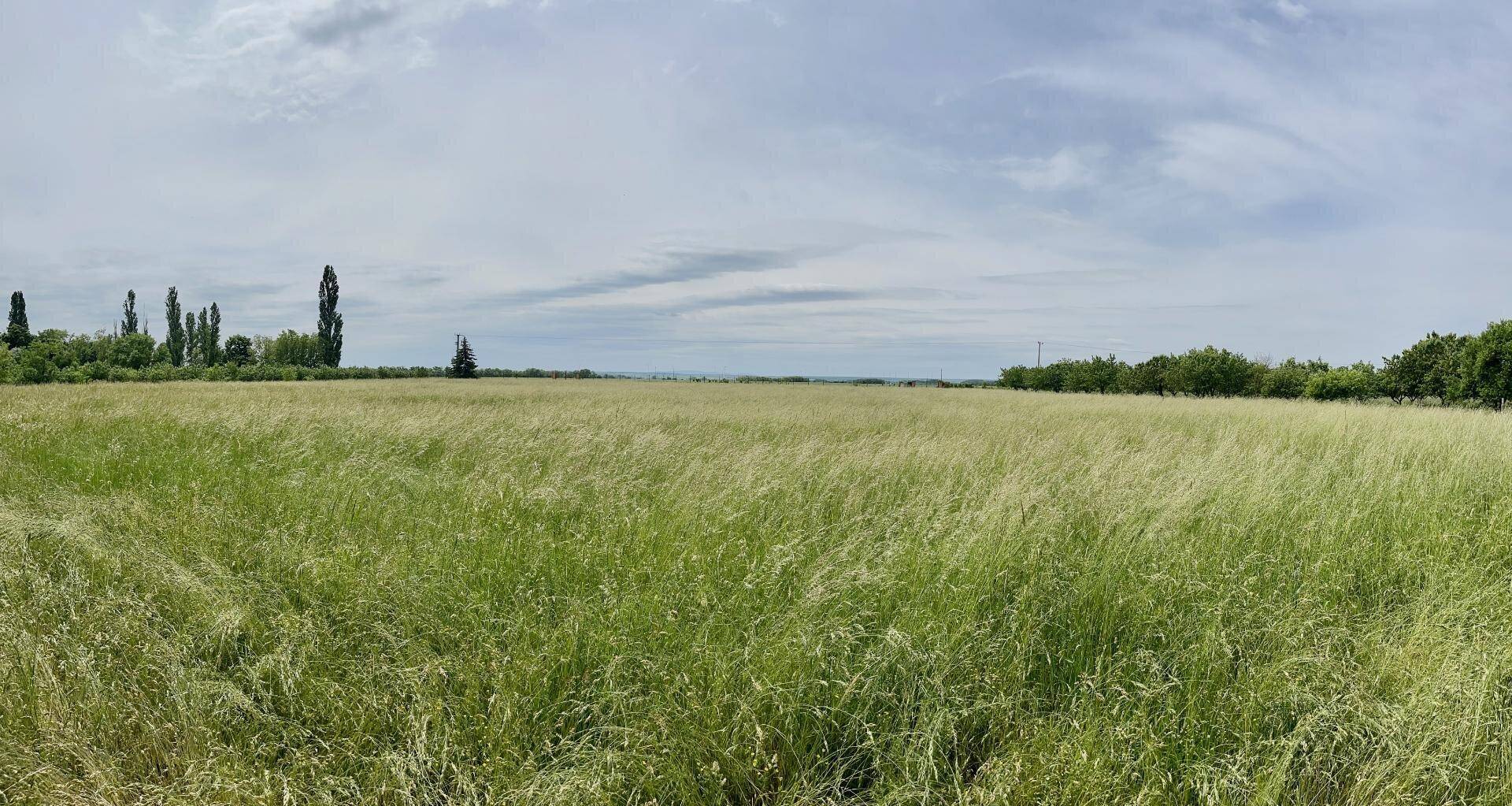 Ausgedehntes grünes Feld mit hohem Gras und Bäumen am Horizont unter einem weiten Himmel.