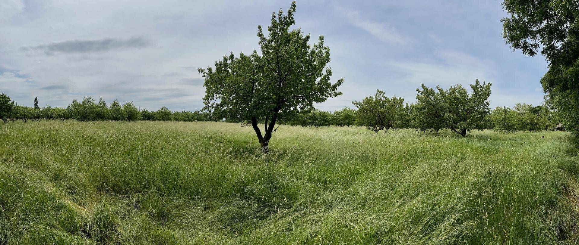 Weitläufiges grünes Feld mit hohem Gras und einzelnen Bäumen unter einem bewölkten Himmel.