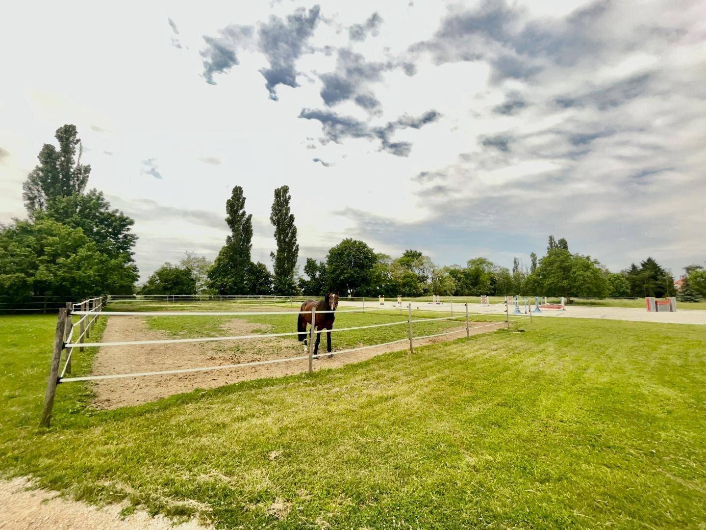 Pferd auf einem eingezäunten Paddock mit weiten Grünflächen und Stallungen im Hintergrund.