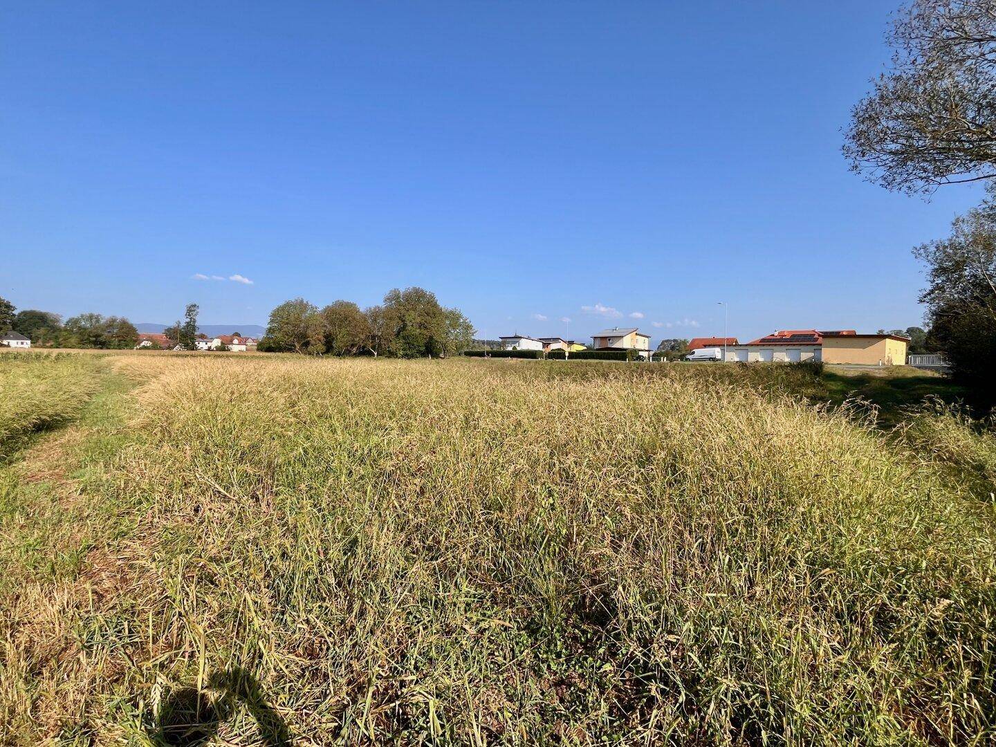 Weites Feld mit hohem Gras und Bäumen, im Hintergrund sind einige Wohnhäuser zu erkennen.